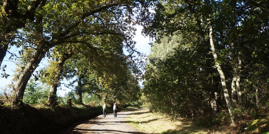 pilgrims-from-palas-to-arzua-caminoways