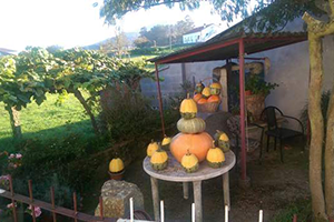 pumpkins-camino-portugues-today-fm-phil-cawley-camino-ways