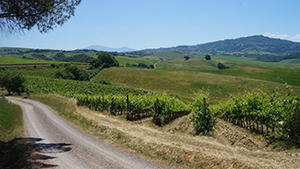 val-dorcia-vineyards-cycling-tuscany-italy-via-francigena-ways
