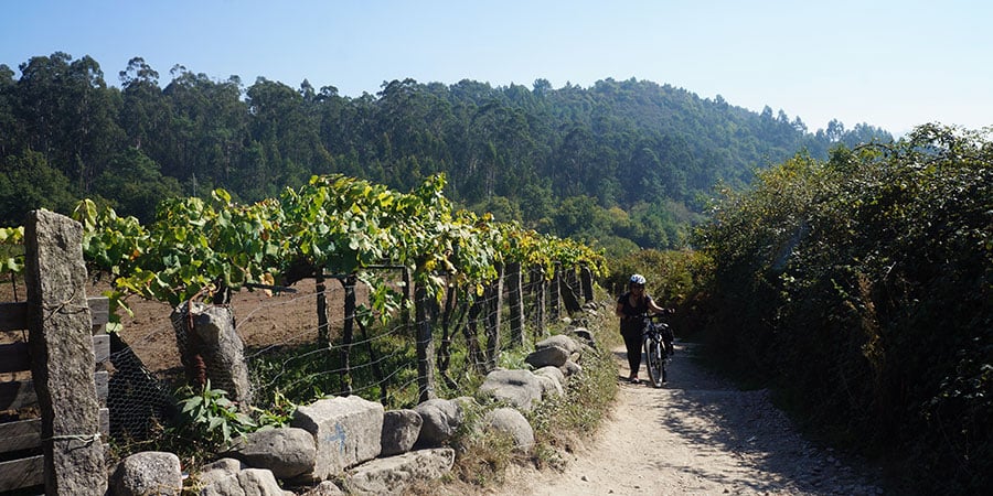 Pilgrim cycling on the Camino